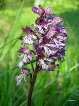 Imagem de Orchis purpurea Huds.