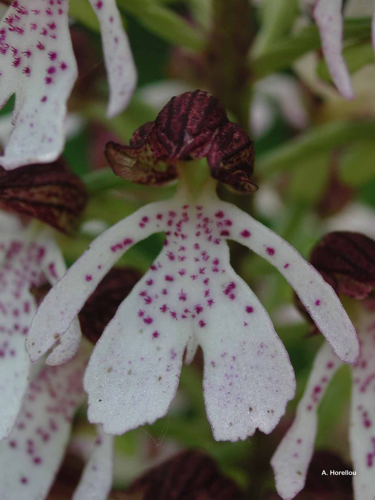 Image of Lady Orchid