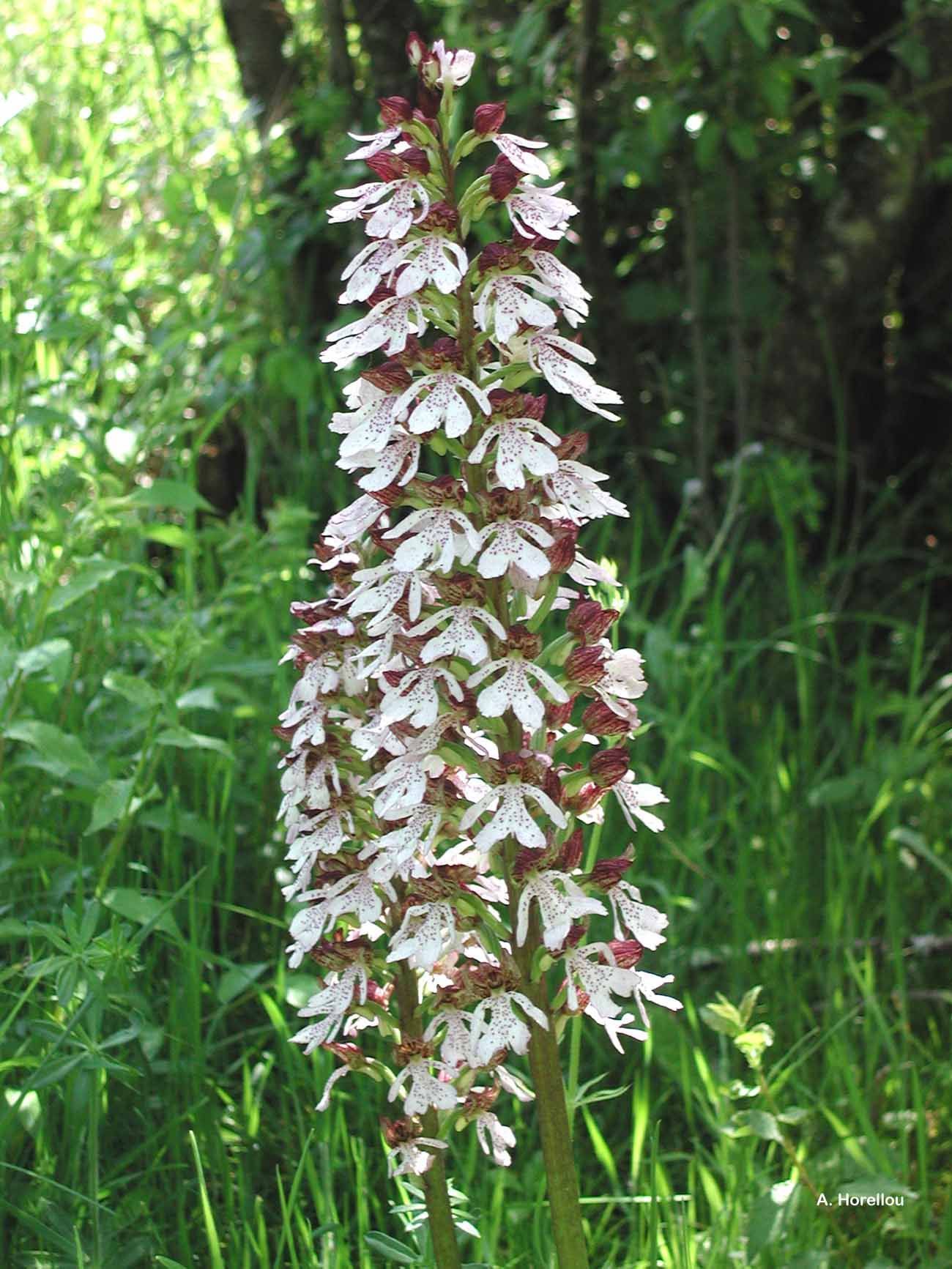 Image of Lady Orchid