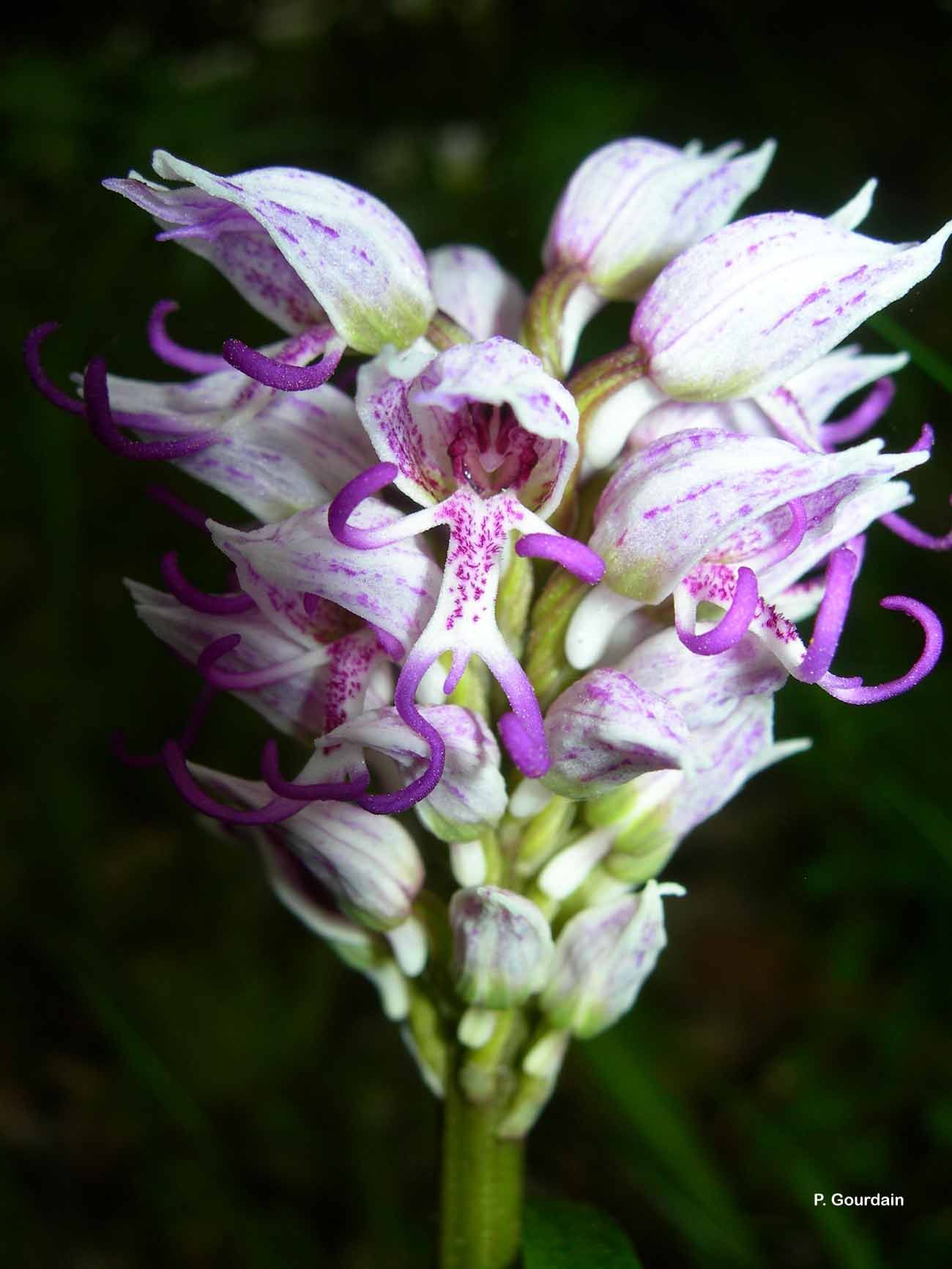 Orchis simia Lam.的圖片