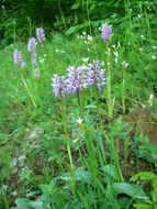 Orchis simia Lam.的圖片