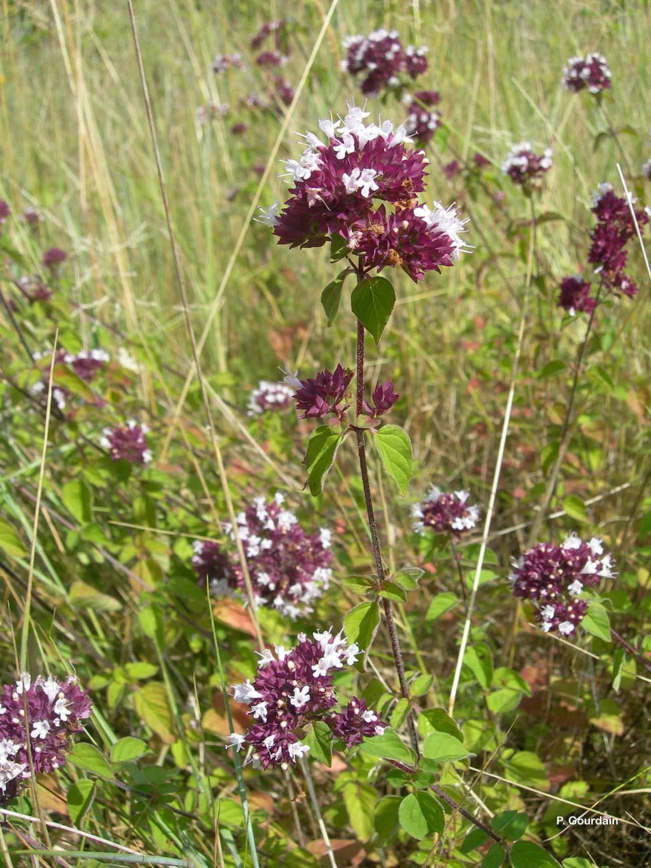 Image of oregano