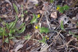 Image of Yellow Serradella