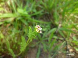 Plancia ëd Ornithopus perpusillus L.