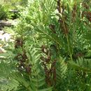 Image of Osmunda spectabilis Willd.