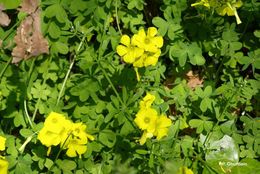 Oxalis pes-caprae L. resmi