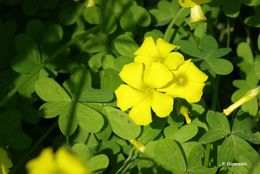 Oxalis pes-caprae L. resmi