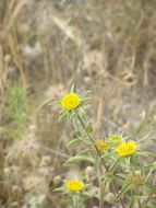 Image of Spiny Golden Star