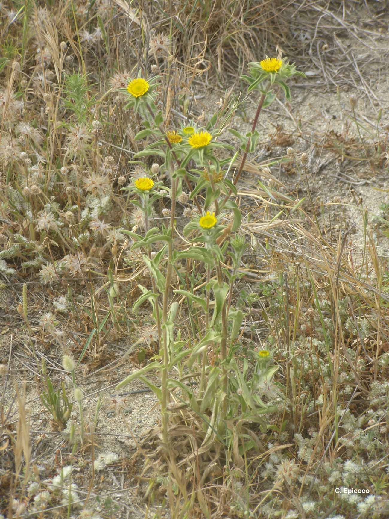 Imagem de Pallenis spinosa (L.) Cass.