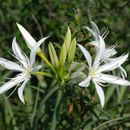 Pancratium resmi