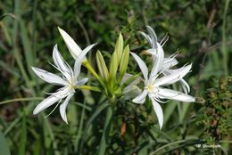 Imagem de Pancratium illyricum L.