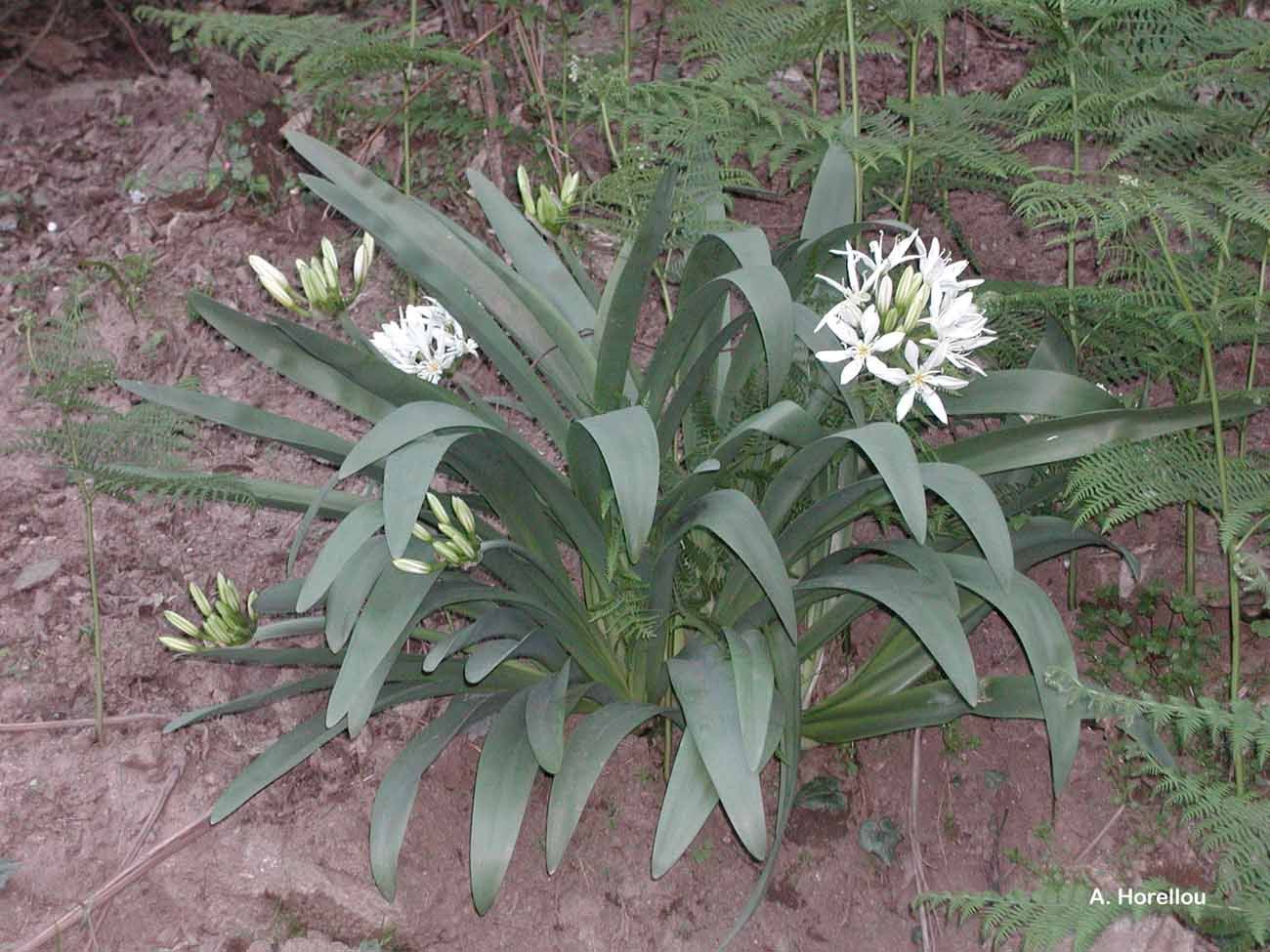 Imagem de Pancratium illyricum L.