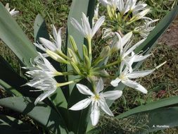 Imagem de Pancratium illyricum L.