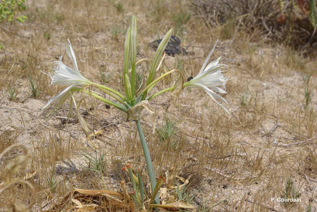 Image of sea-daffodil