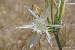 Imagem de Pancratium maritimum L.