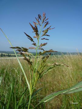 Image of broomcorn millet