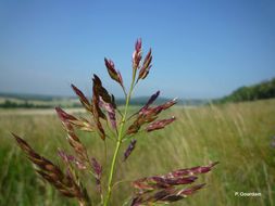 Image of broomcorn millet