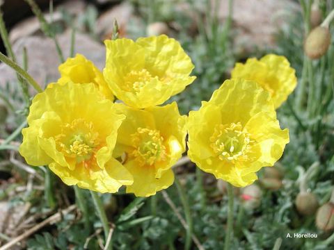 Imagem de Papaver alpinum L.