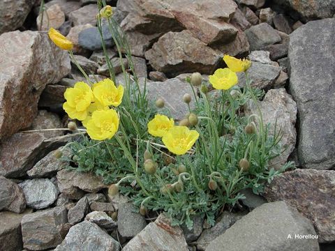 Imagem de Papaver alpinum L.