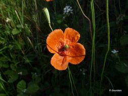 Слика од Papaver laevigatum M. Bieb.