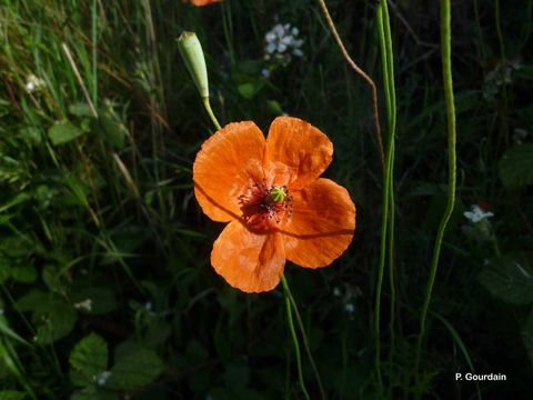 Image of Papaver laevigatum M. Bieb.