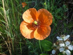 Слика од Papaver laevigatum M. Bieb.