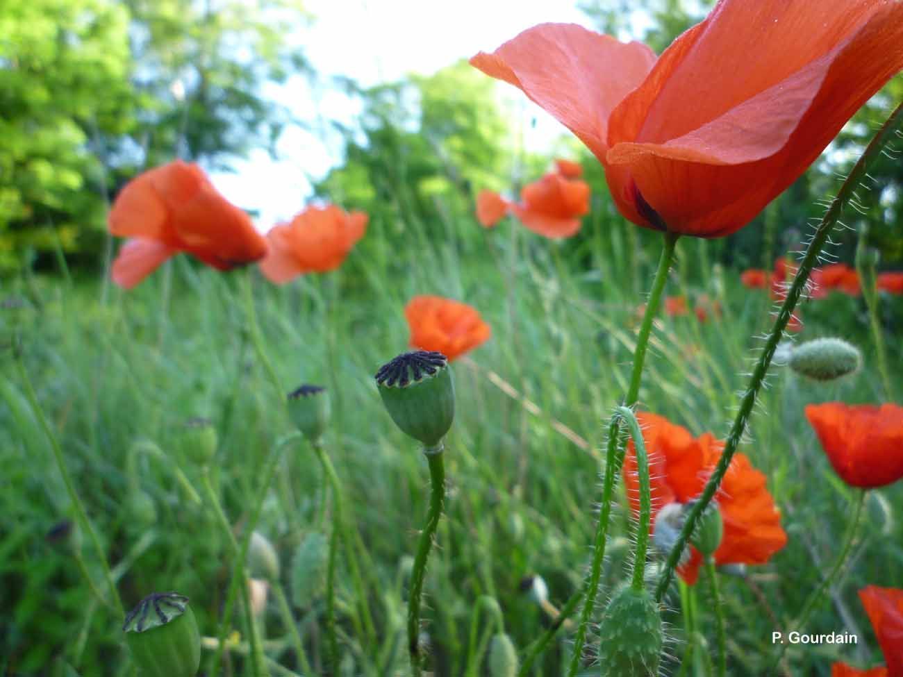 Image of corn poppy