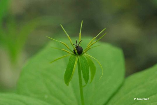 Image of herb Paris