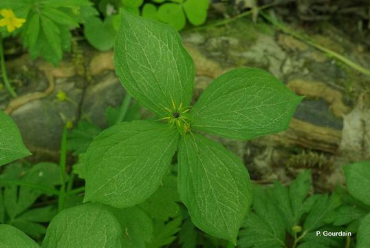 Image of herb Paris