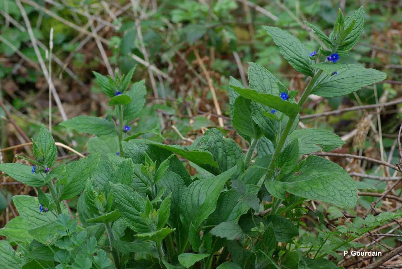 Image of green alkanet