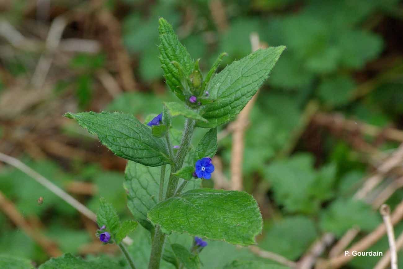 Pentaglottis sempervirens (L.) L. H. Bailey的圖片