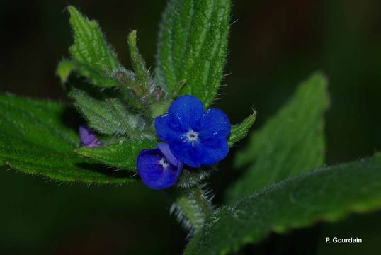 Image of green alkanet