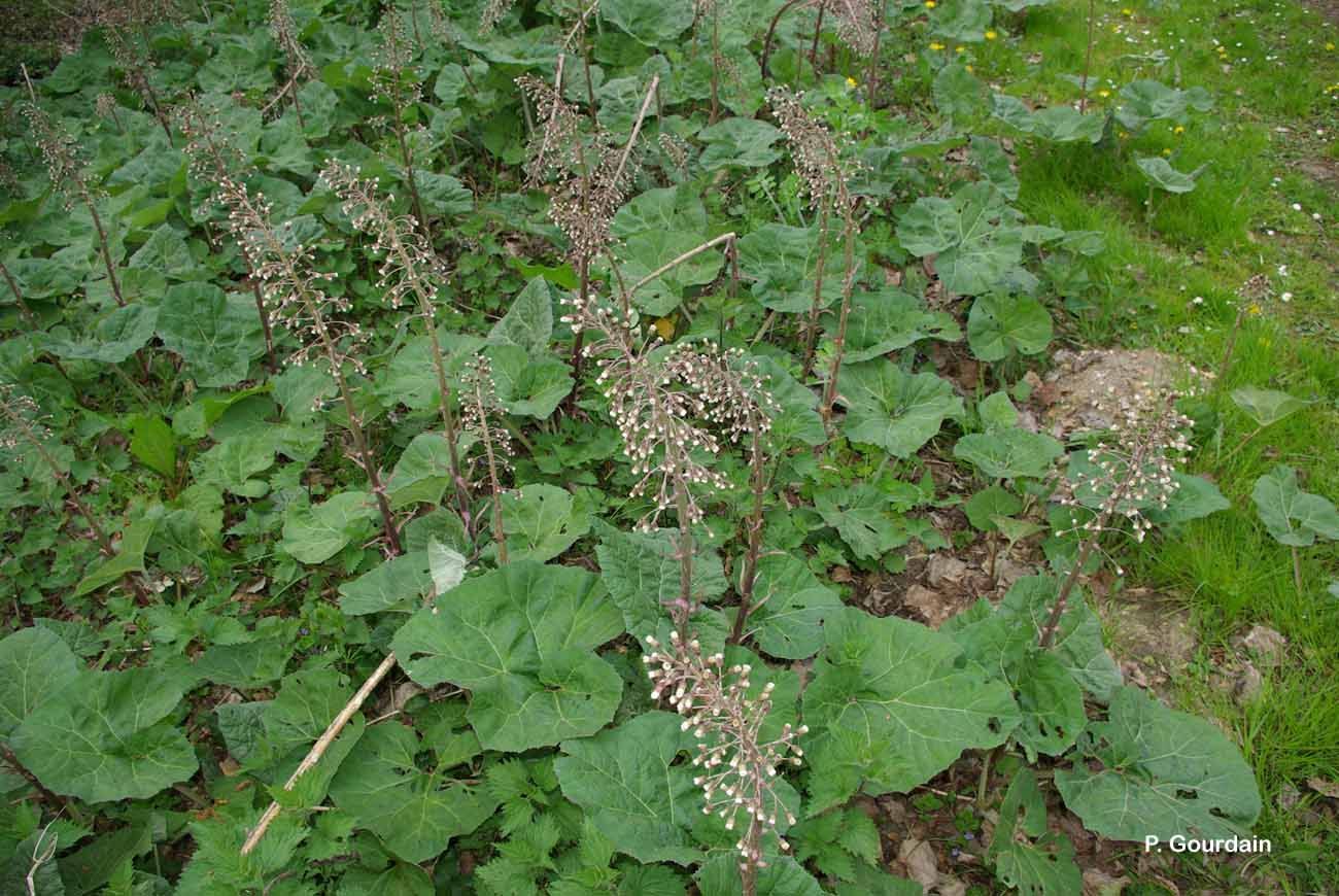 Image of pestilence wort