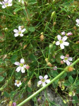 Image of saxifrage pink