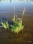 Plancia ëd Phalaris arundinacea L.