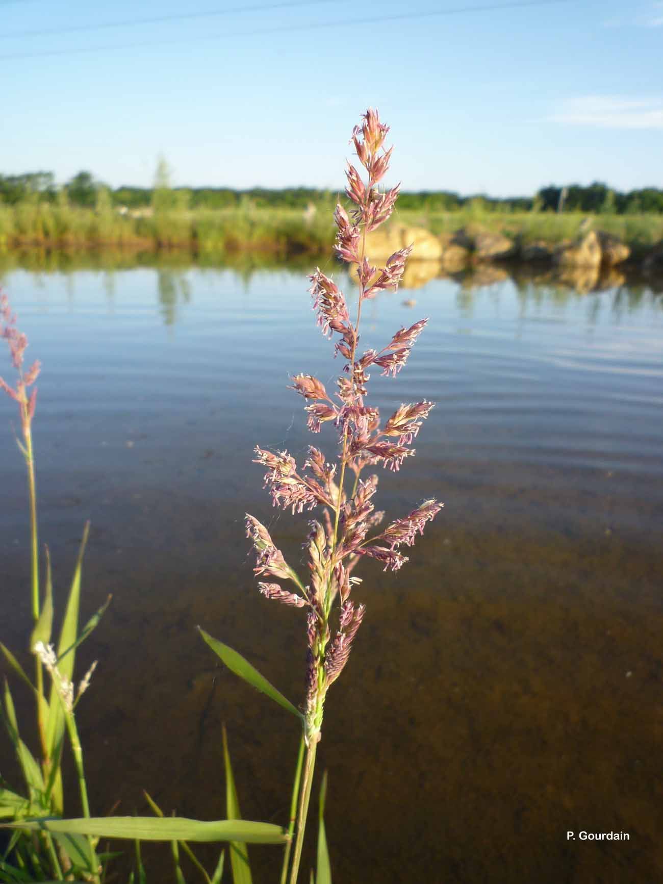 Plancia ëd Phalaris arundinacea L.