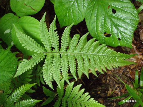 Image of Beech Fern