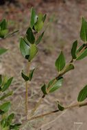 Image of Green Olive Tree