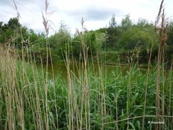 Image of common reed