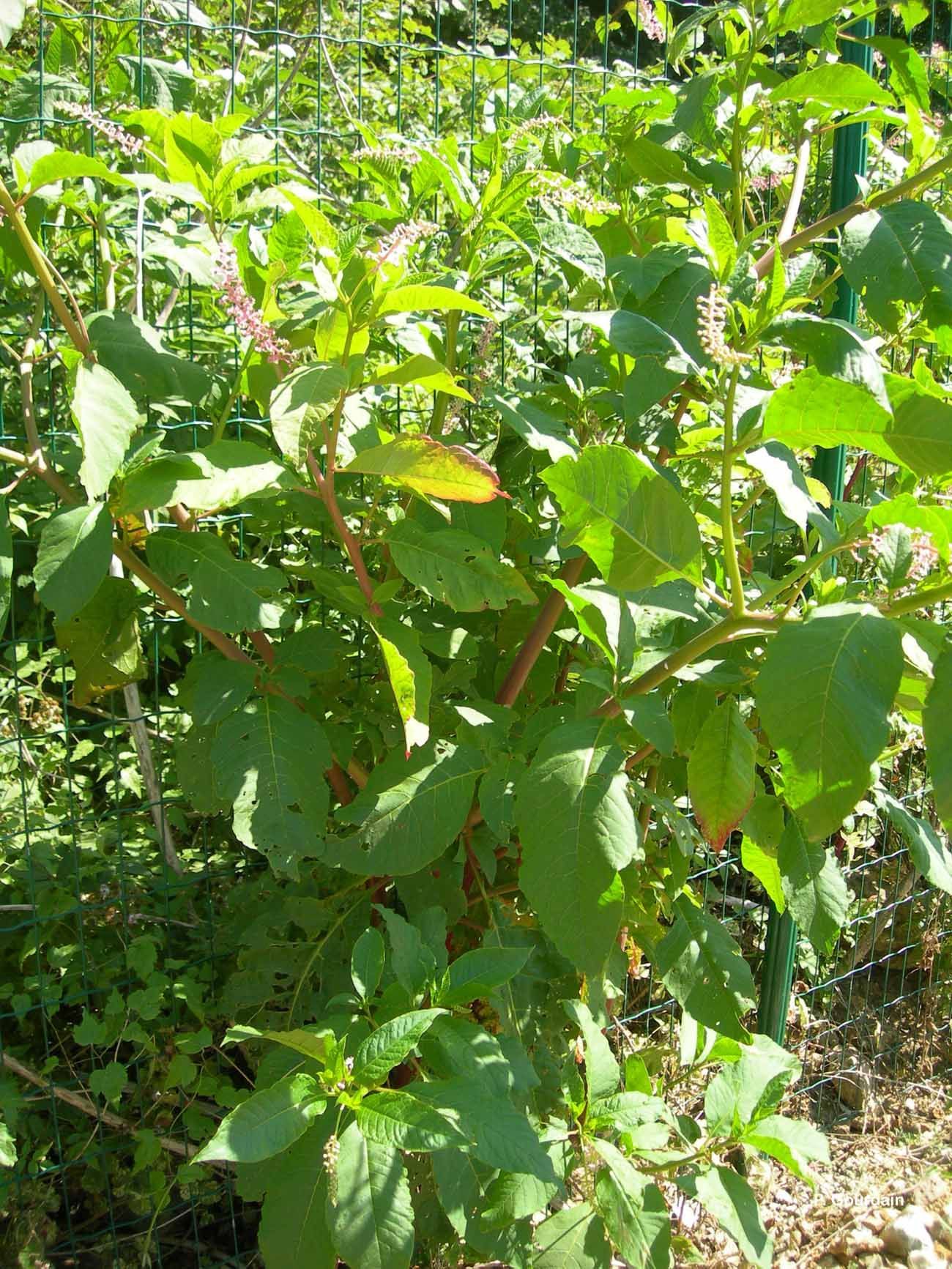 Image of American Nightshade