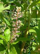 Image of American Nightshade