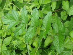 Image of greater burnet-saxifrage