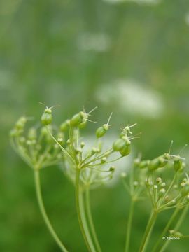 Слика од Pimpinella major (L.) Hudson