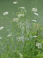 Слика од Pimpinella major (L.) Hudson