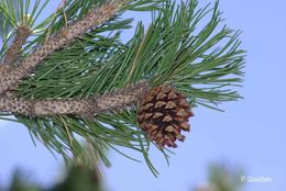 Image of Mountain Pine