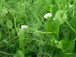 Image of garden pea