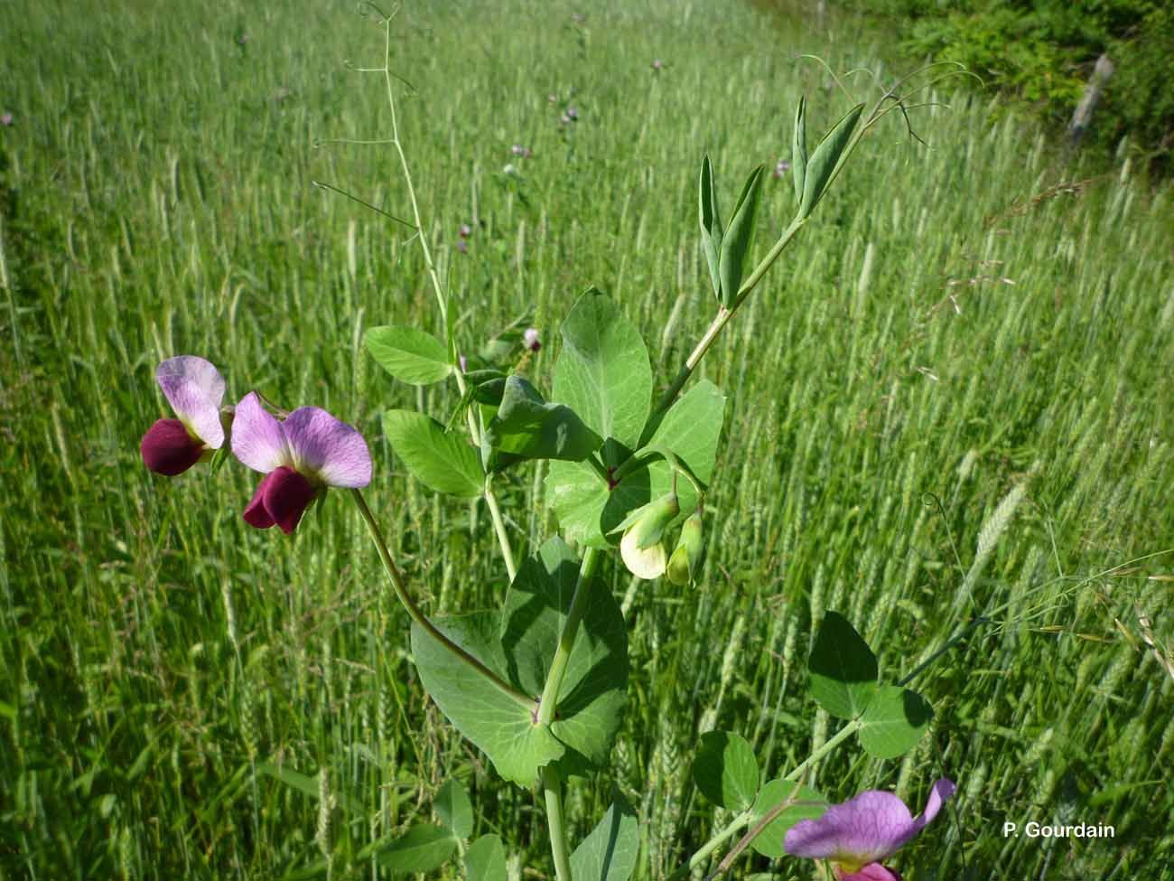 Image of garden pea