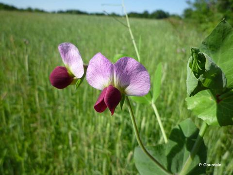 Image of garden pea