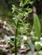 Слика од Platanthera chlorantha (Custer) Rchb.