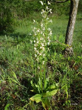 Слика од Platanthera chlorantha (Custer) Rchb.